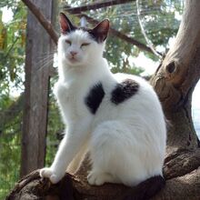 TZINA, Katze, Europäisch Kurzhaar in St. Ingbert - Bild 5