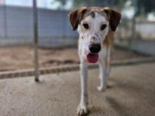 TURBO, Hund, Mischlingshund in Italien - Bild 1