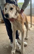 TURBO, Hund, Mischlingshund in Italien - Bild 17