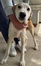 TURBO, Hund, Mischlingshund in Italien - Bild 19