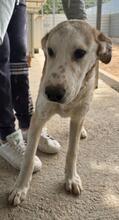 TURBO, Hund, Mischlingshund in Italien - Bild 20