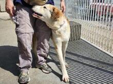 TURBO, Hund, Mischlingshund in Italien - Bild 21