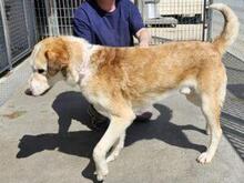 TURBO, Hund, Mischlingshund in Italien - Bild 22