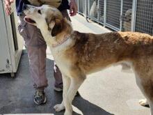 TURBO, Hund, Mischlingshund in Italien - Bild 23