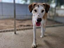 TURBO, Hund, Mischlingshund in Italien - Bild 24