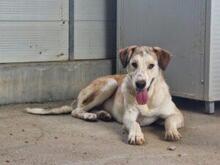 TURBO, Hund, Mischlingshund in Italien - Bild 25