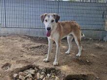 TURBO, Hund, Mischlingshund in Italien - Bild 26