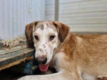 TURBO, Hund, Mischlingshund in Italien - Bild 27