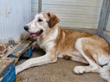 TURBO, Hund, Mischlingshund in Italien - Bild 28