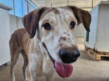 TURBO, Hund, Mischlingshund in Italien - Bild 29