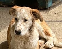 TURBO, Hund, Mischlingshund in Italien - Bild 30