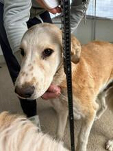 TURBO, Hund, Mischlingshund in Italien - Bild 31