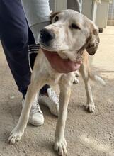 TURBO, Hund, Mischlingshund in Italien - Bild 34