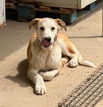 TURBO, Hund, Mischlingshund in Italien - Bild 9