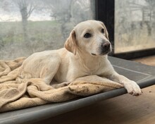 LOU, Hund, Mischlingshund in Aerzen - Bild 1