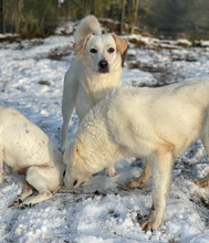 LOU, Hund, Mischlingshund in Aerzen - Bild 6