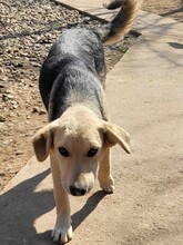 MARCO, Hund, Mischlingshund in Rumänien - Bild 10