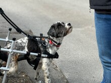 NOAH, Hund, Mischlingshund in Aerzen - Bild 6