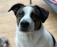 LUCY, Hund, Mischlingshund in Aerzen