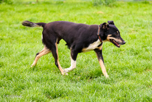 SADIE, Hund, Mischlingshund in Rumänien - Bild 3