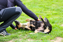 SADIE, Hund, Mischlingshund in Rumänien - Bild 5