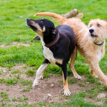 SADIE, Hund, Mischlingshund in Rumänien - Bild 7