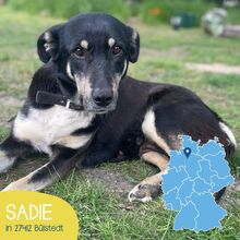 SADIE, Hund, Mischlingshund in Bülstedt - Bild 1