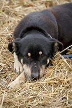 SADIE, Hund, Mischlingshund in Bülstedt - Bild 2