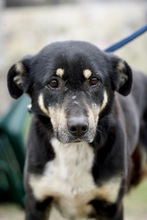 SADIE, Hund, Mischlingshund in Bülstedt - Bild 3