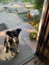 SADIE, Hund, Mischlingshund in Bülstedt - Bild 4