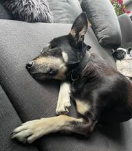 SADIE, Hund, Mischlingshund in Bülstedt - Bild 5