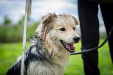 IRINA, Hund, Mischlingshund in Ungarn