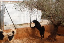 ARWEN, Hund, Herdenschutzhund in Spanien - Bild 10