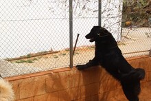 ARWEN, Hund, Herdenschutzhund in Spanien - Bild 11