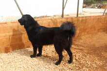 ARWEN, Hund, Herdenschutzhund in Spanien - Bild 12