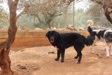 ARWEN, Hund, Herdenschutzhund in Spanien - Bild 4