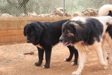 ARWEN, Hund, Herdenschutzhund in Spanien - Bild 5