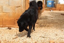 ARWEN, Hund, Herdenschutzhund in Spanien - Bild 7