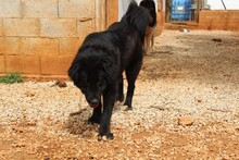 ARWEN, Hund, Herdenschutzhund in Spanien - Bild 8