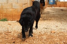 ARWEN, Hund, Herdenschutzhund in Spanien - Bild 9