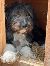 JIMMY, Hund, Mischlingshund in Rumänien - Bild 2