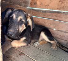 DUDE, Hund, Mischlingshund in Rumänien - Bild 3