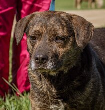 TIMO, Hund, Mischlingshund in Ungarn - Bild 1