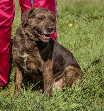 TIMO, Hund, Mischlingshund in Ungarn - Bild 2