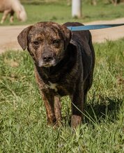 TIMO, Hund, Mischlingshund in Ungarn - Bild 3