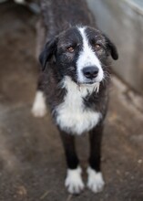 SOCKE, Hund, Mischlingshund in Rumänien