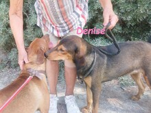 DENISE, Hund, Griechischer Jagdhund-Mix in Griechenland - Bild 6