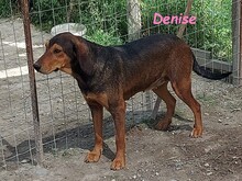 DENISE, Hund, Griechischer Jagdhund-Mix in Griechenland - Bild 7