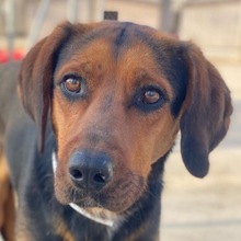 FREDERIK, Hund, Mischlingshund in Griechenland - Bild 1