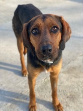 FREDERIK, Hund, Mischlingshund in Griechenland - Bild 11